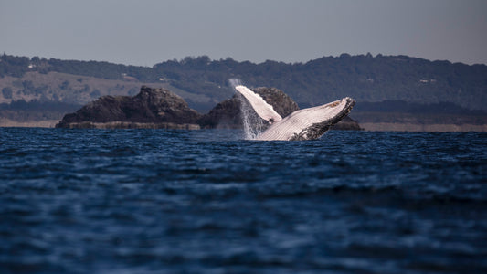What to Bring Whale Watching in Byron Bay (And What to Leave Behind)