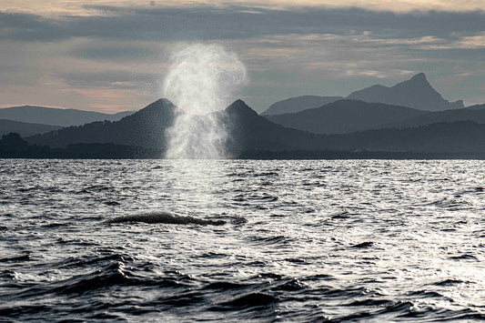 Whale Watching Season Byron Bay: Month-by-Month Guide (2025 & 2026)