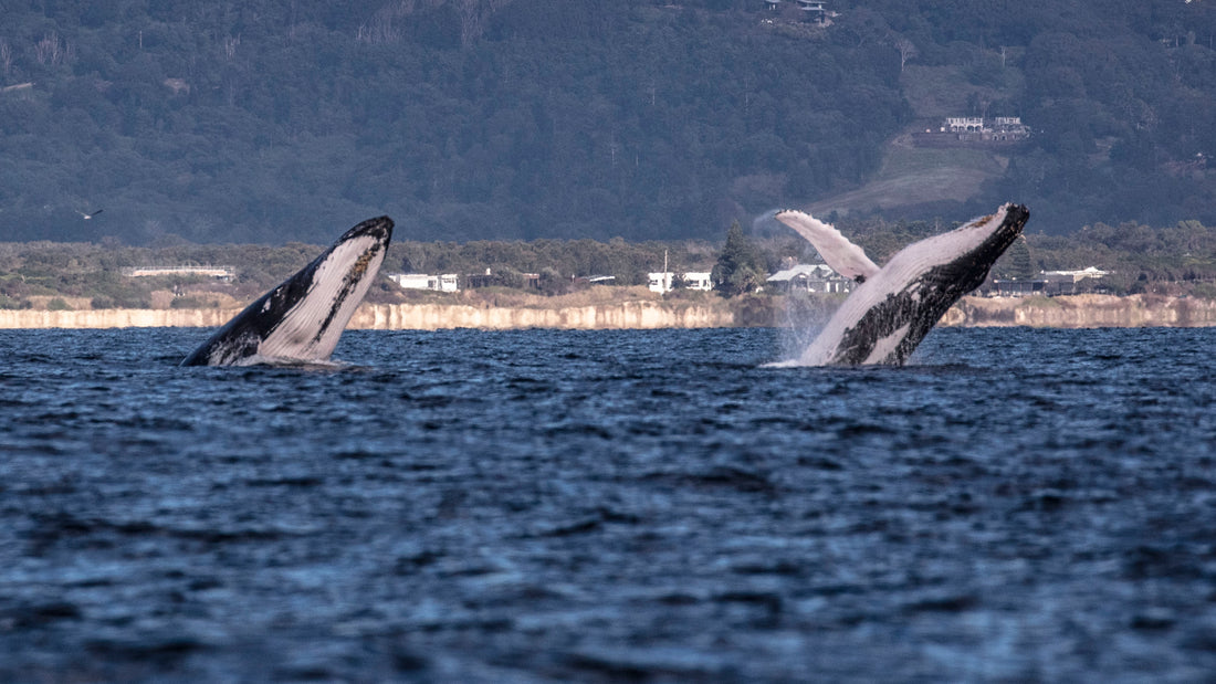 Why Do Whales Come to Byron Bay? The Science Behind the Migration