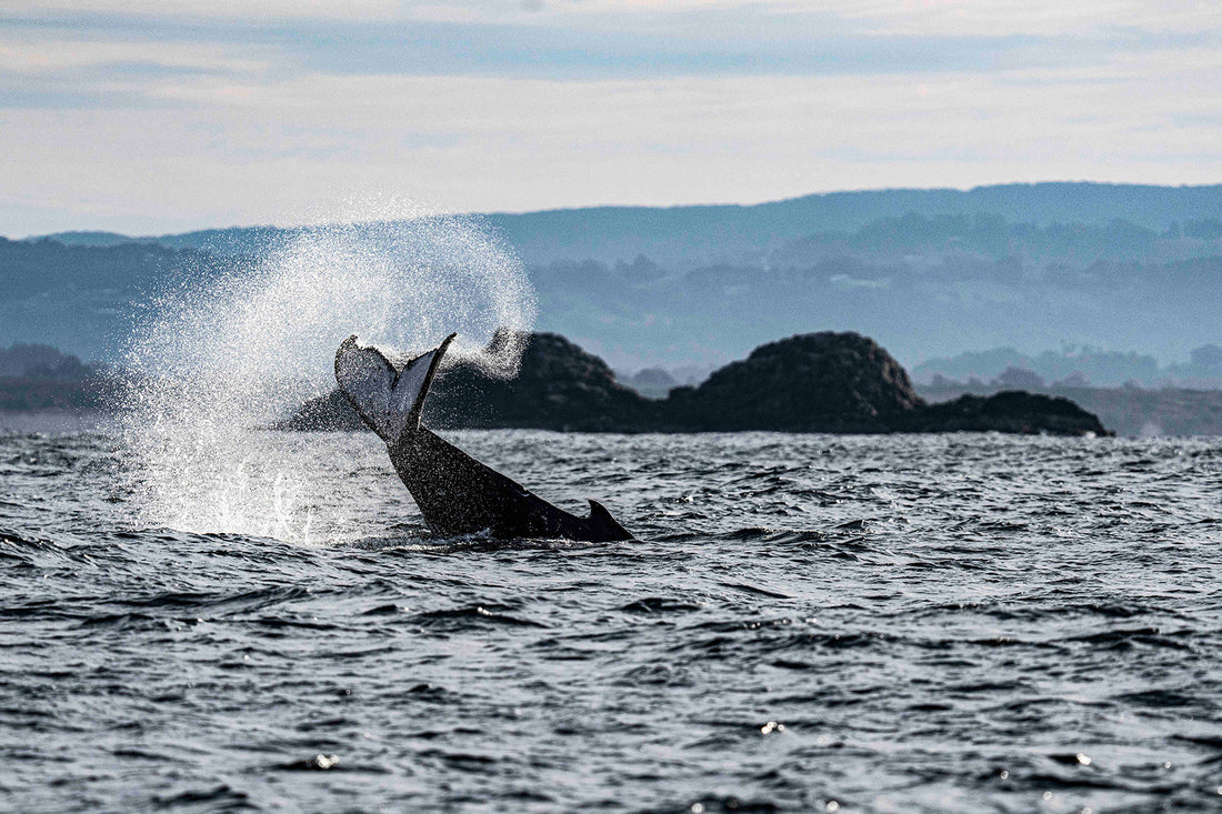 What You Might See Whale Watching in Byron Bay