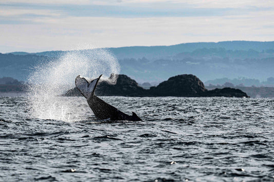 What You Might See Whale Watching in Byron Bay