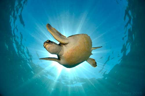 Turtle swimming at Julian Rocks, Byron Bay